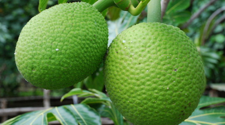 7 Breadfruit Nutrition Facts And Health Benefits